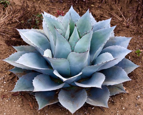 Agave ovatifolia 20cm - agave,