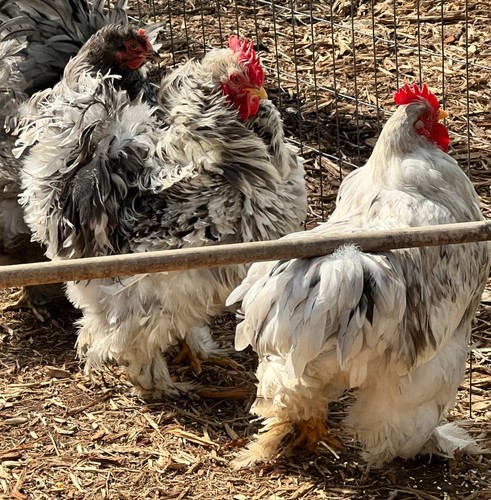 Standard cochin hatching eggs - cochin,