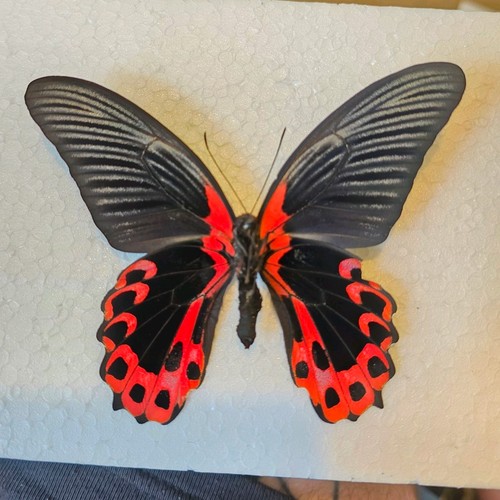 Papilio rumanzovia scarlet - papilio,