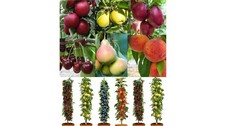 Grow your own Fruit tree