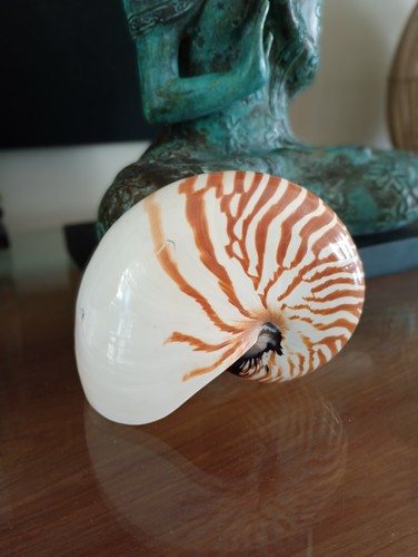 Nautilus chambered shell - nautilus,