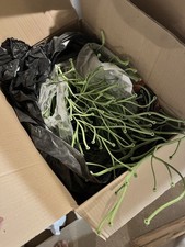 Vitra Algue - Room Divider And Decorative Display