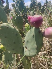 Cactus 25 seeds - Prickly Pear