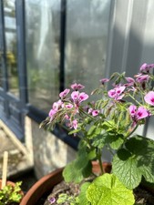 Pelargonium papilionaceum, 5