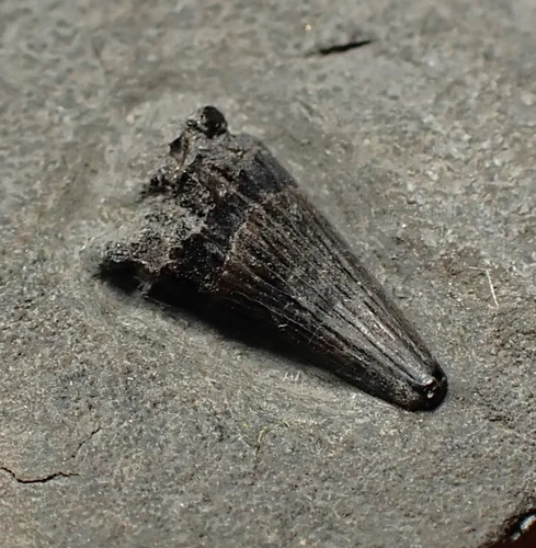 Tiny juvenile jurassic - tiny,
