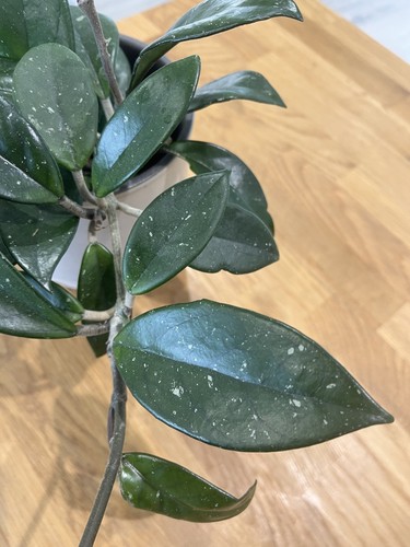 Indoor hoya carnosa splash - indoor, wax