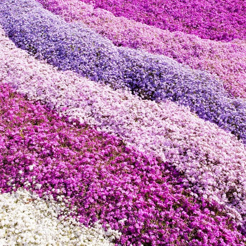 Groundcover perennials - groundcover,
