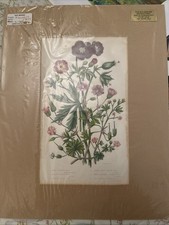 Antique Botanical Flower Print – Hand-Colored Geranium (Crane’s-Bill) – 1800s