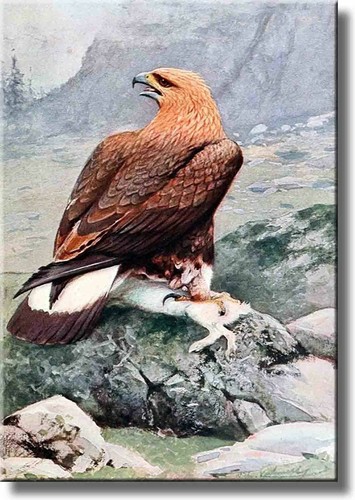 Golden eagle flying - eagle, picture