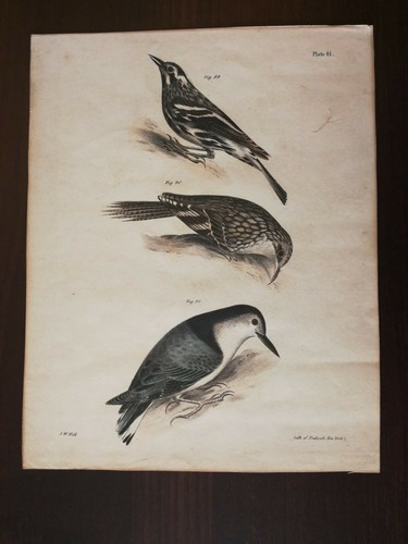 Antique hand colour lithograph - antique,