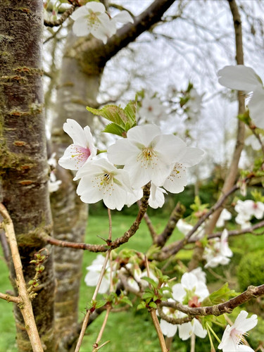 Prunus snow goose white - snow,