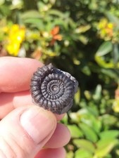 RARE GAGATICERAS GAGATEUM AMMONITE WHITBY YORKSHIRE  FOSSIL