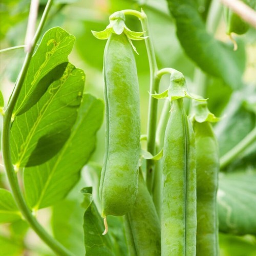 Pea terrain 75gm seeds - pea,