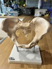 Antenatal Teaching Pelvis