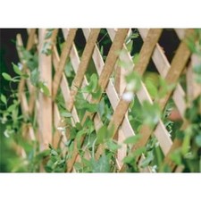 Expanding Natural Wooden
