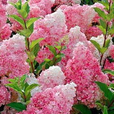 HYDRANGEA PANICULATA VANILLE
