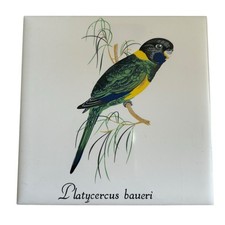 Vintage Pilkington Ceramic Tile Parakeet Bird Platycercus Baueri Parrot Tropical