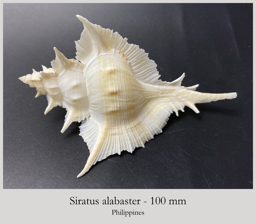 Murex alabaster 100mm - alabaster,