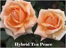 1 FRAGRANT CLIMBING BUSH ROSE