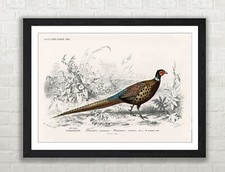 Pheasant Illustration Bird