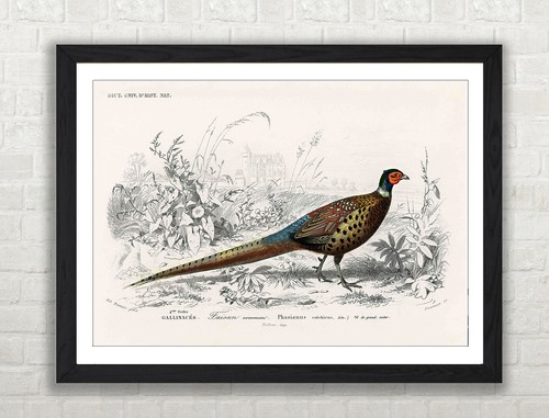 Pheasant illustration bird - illustration,