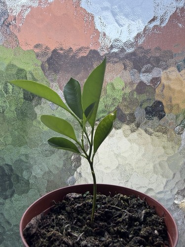 Citrus seedling calamansi - seedling,