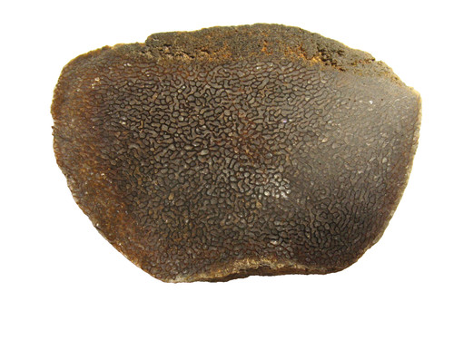 Cretaceous tylosaurus mosasaur - cretaceous,