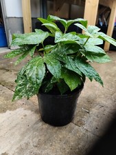 Fatsia japonica evergreen - fatsia,