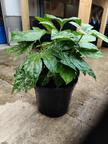 Fatsia japonica evergreen - japonica,
