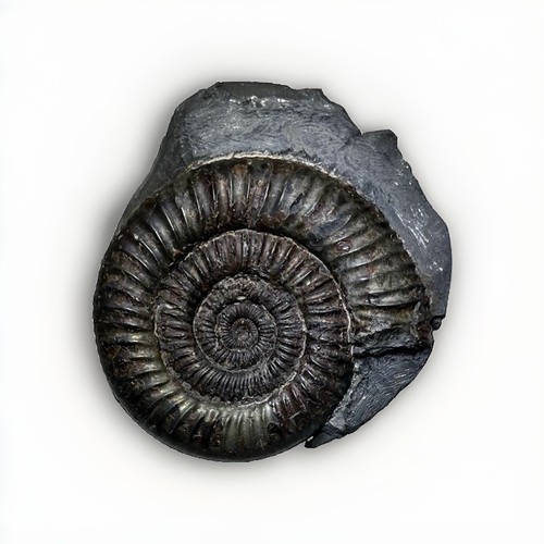 Large pyritic dactylioceras - dactylioceras, sp