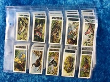 Player's Birds & Their Young