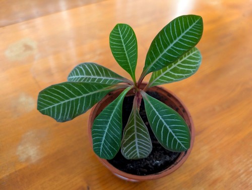 Euphorbia leuconeura - euphorbia,