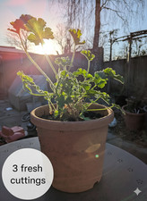 3x Scented Geranium Cuttings