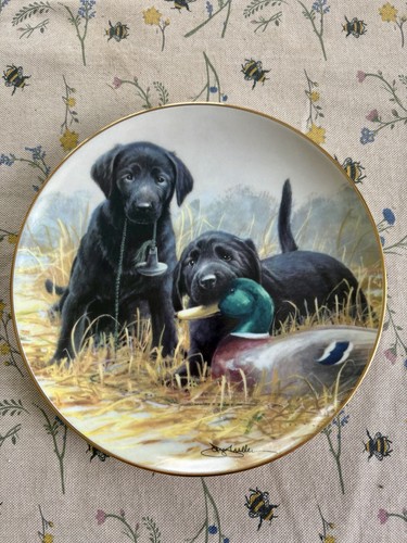 Black labrador retriever - black,