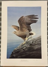 Large Poster Print Of A White Tailed Sea Eagle By Trevor Boyer Limited Edition