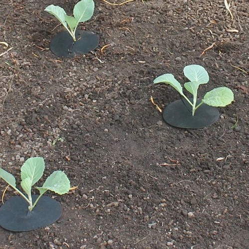 Cabbage collars deters root - cabbage,