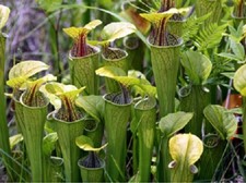 10 x Sarracenia Oreophila seeds, Green Pitcher plant.