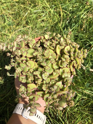 Crassula pellucida succulent - pellucida,