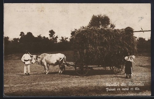 Postcard pulls full hay - postcard:, ox
