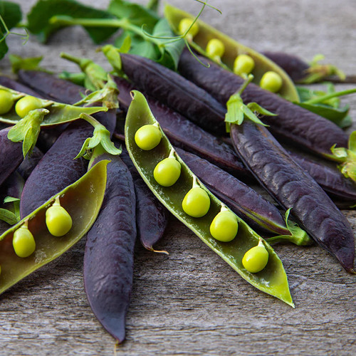 Pea purple podded seeds - 'purple,