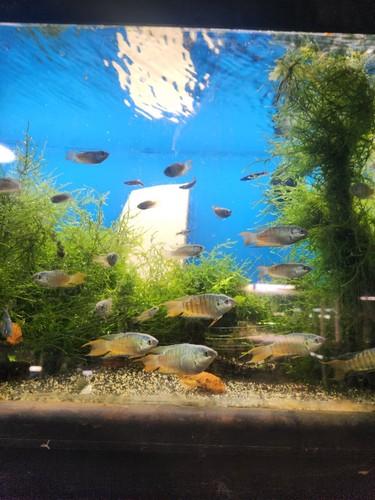 Pair paradise gourami - m/f.,