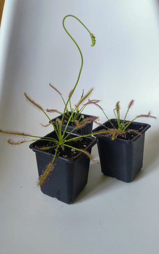 Carnivorous plant drosera - carnivorous,