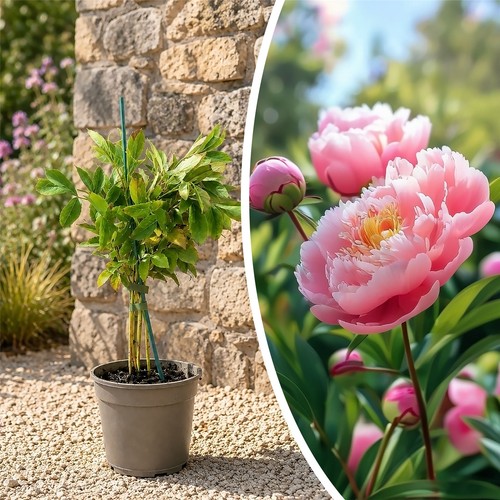 Fragrant peony sarah bernhardt - peony,