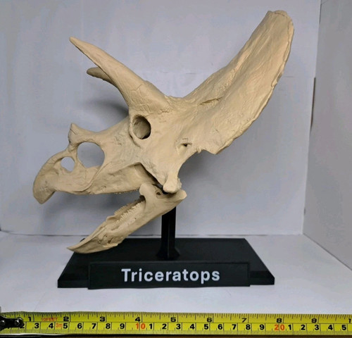 Triceratops dinosaur skull - dinosaur,