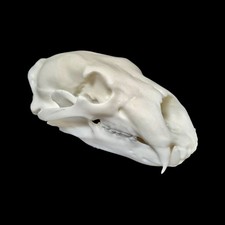 Resin Polar Bear Skull Replica