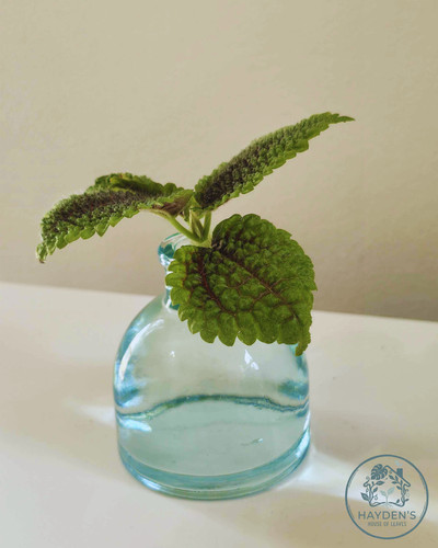 Unrooted pilea moon valley - unrooted, valley!