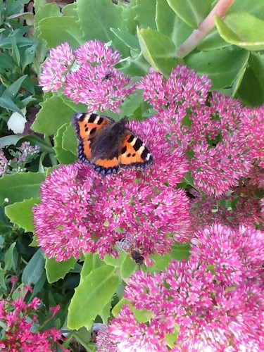 Sedum ice plant - sedum/ice, autumn