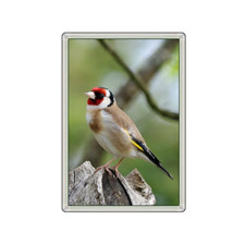GOLDFINCH BIRD BEAUTIFUL NOVELTY FRIDGE MAGNET GREAT GIFT