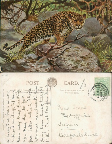 Postcard leopard 1906 holyhead - leopard,