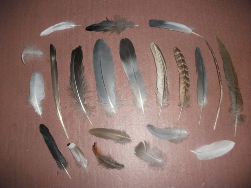 Natural birds feathers - 21,